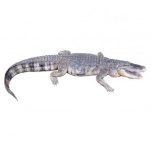 CAIMAN AMERICANO