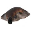 ORNITORRINCO PEQUEÑO SOBRE PIEDRA