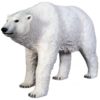 OSO POLAR