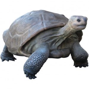 TORTUGA GALAPAGO