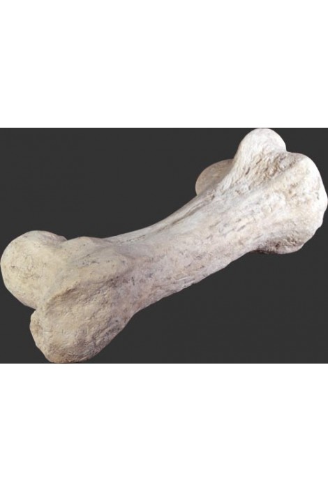 HUESO DINOSAURIO 1 HUESO DINOSAURIO
